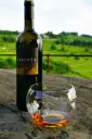Orange Wine Slovenia